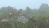 fotografie/mammals/Ethiopia_Simien wolf_t.jpg